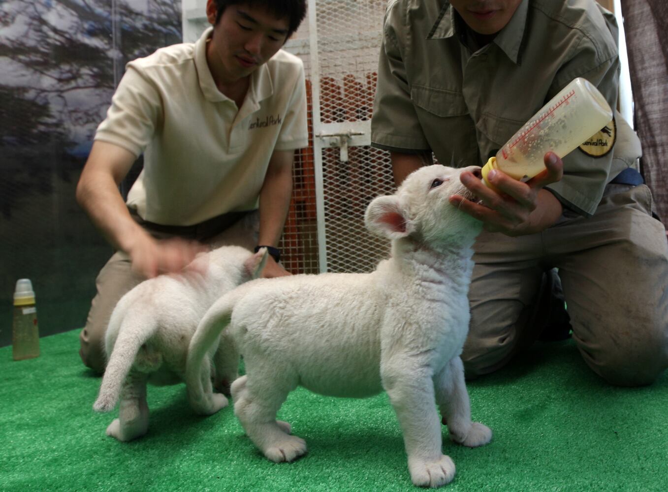 Seven Lion Cubs born At Himeji Central Park, Japan