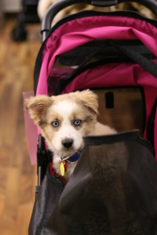 Actress Abigail Breslin adopts a dog in Roswell