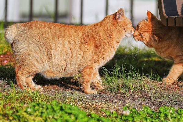A stray bobtail cat rests at a park in Nagasaki, southern Japan, on April 26, 2025. (AP Photo/Eugene Hoshiko)