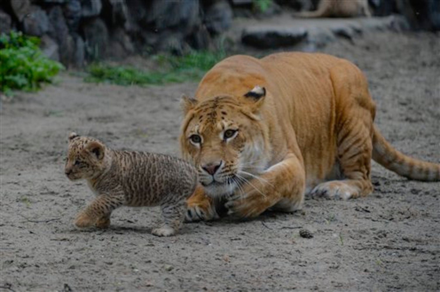 Liger and liliger cub