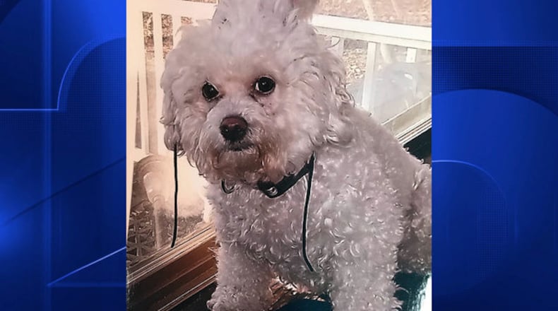 Daisy is recovering after being attacked by a hawk earlier this week.