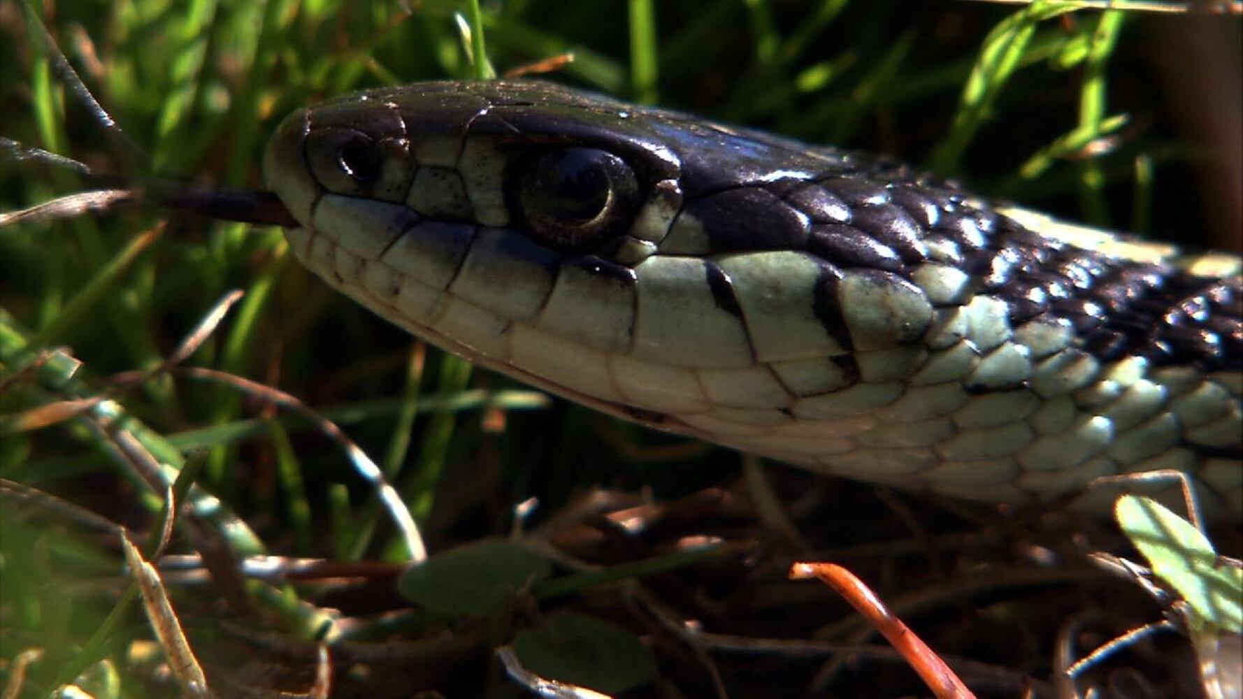 Garder Snake-1sized