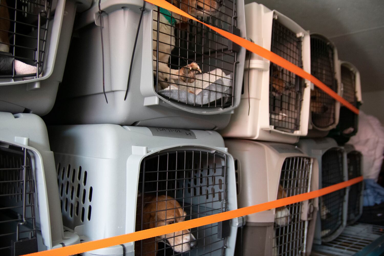 Atlanta Humane Society rescues dozens of dogs from animal testing breeding facility