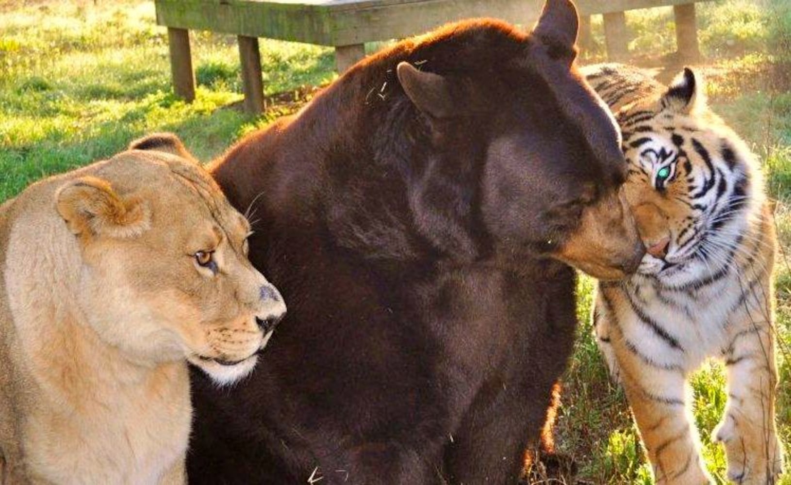 Noah's Ark Sanctuary