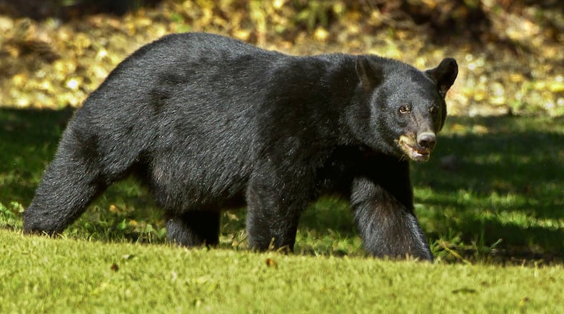 A black bear (not pictured) has been spotted in Gwinnett County