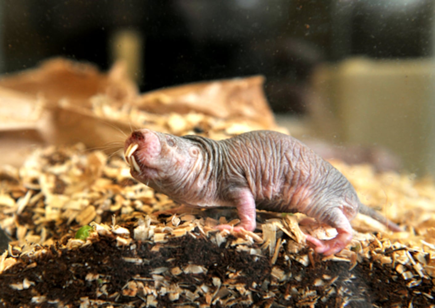 Cute or just plain ugly?