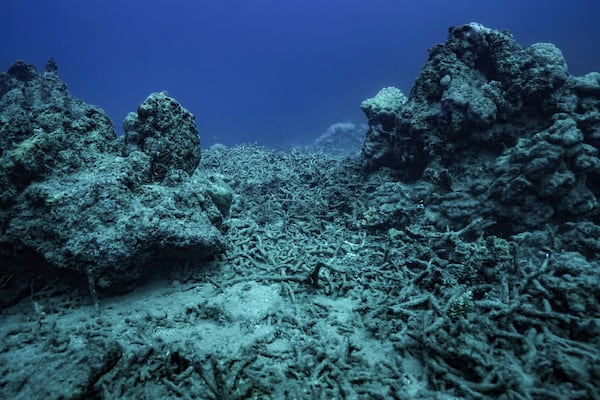 A coral graveyard is all that remains of the once vibrant reef at Havannah Harbour, off the coast of Efate Island, Vanuatu, after repeated natural disasters, Sunday, July 20, 2025. (AP Photo/Annika Hammerschlag)