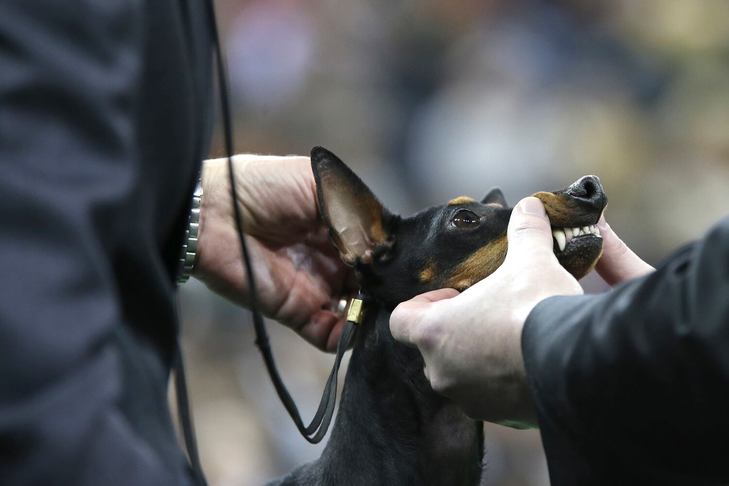 140th Westminster Kennel Club Dog Show