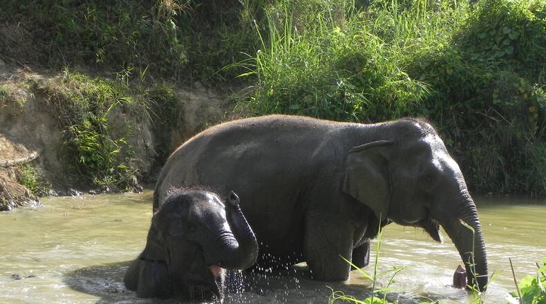 Elephant Aid International has worked to build corrals in Thailand to allow elephants to roam without being chained. Photo credit: Elephant Aid International