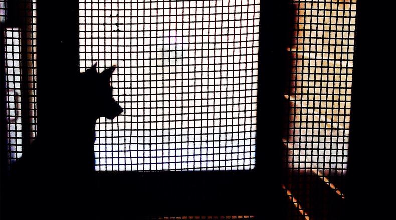 A 7-year-old North Carolina girl died Tuesday after she and her mother were viciously attacked by two pit bulls they were helping care for while neighbors were out of town, reports said. Police said they don’t know why the dogs attacked the pair in the back yard of the neighbors’ home on Roan Drive in Garner, just south of Raleigh.