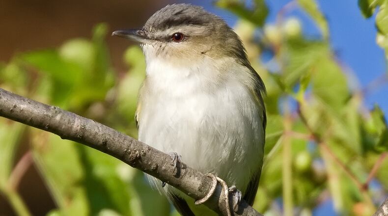 The red-eyed vireo, shown here, is one of Georgia's 54 Neotropical songbird species, which nest and raise their young in North America and migrate to Latin America in the fall to spend the winter. CONTRIBUTED BY JOHN BENSON / CREATIVE COMMONS