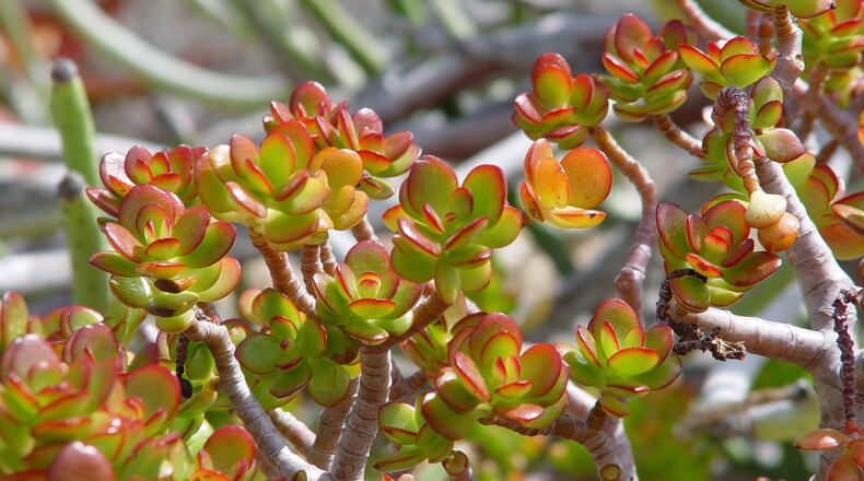 The popular jade tree may require pruning to remove new tip frost damage so rot can’t spread down into the fat trunk. (Maureen Gilmer/TNS)