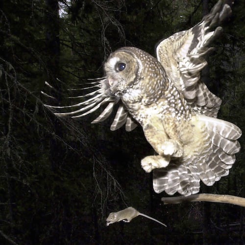 FILE - A northern spotted owl flies after a mouse jumping off the end of a stick in the Deschutes National Forest near Camp Sherman, Ore., May 8, 2003. (AP Photo/Don Ryan, File)