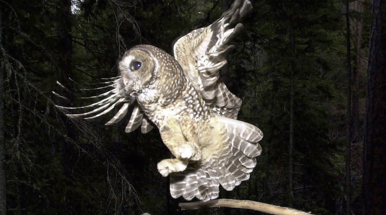 FILE - A northern spotted owl flies after a mouse jumping off the end of a stick in the Deschutes National Forest near Camp Sherman, Ore., May 8, 2003. (AP Photo/Don Ryan, File)