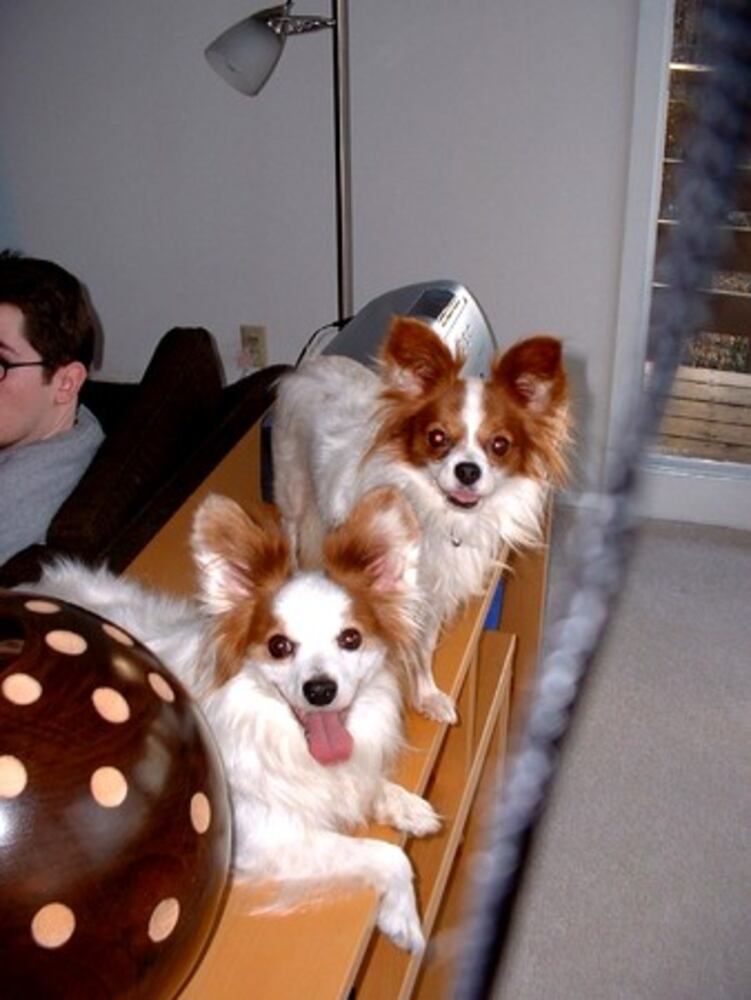 Cutest pets