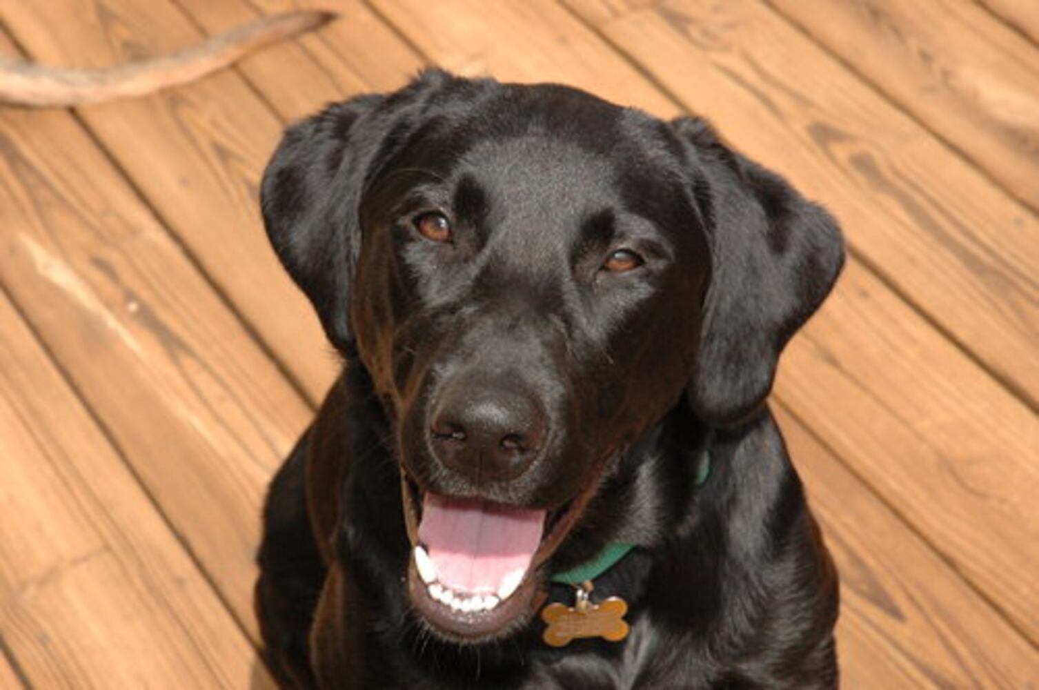 T.G.I.F.: Atlanta's Smiling Pets