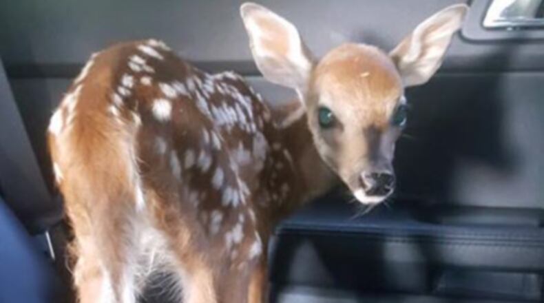Police took a baby deer for a ride to a safer area after finding it along the road. (Photo: Lewiston Police)