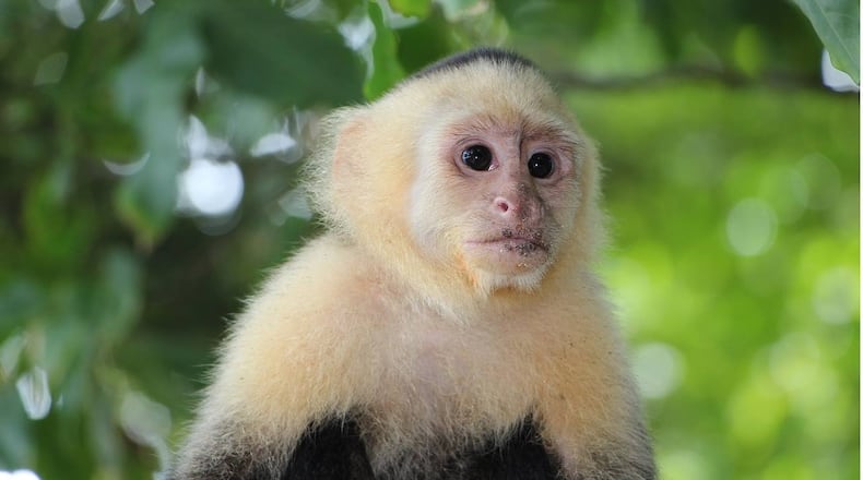 Capuchin monkeys will ride dogs during a race at a fair in Galveston, Texas.