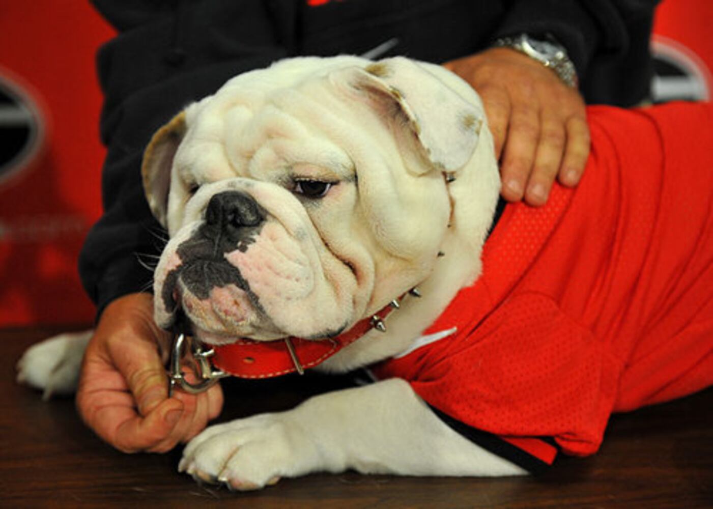 Uga VIII's official debut