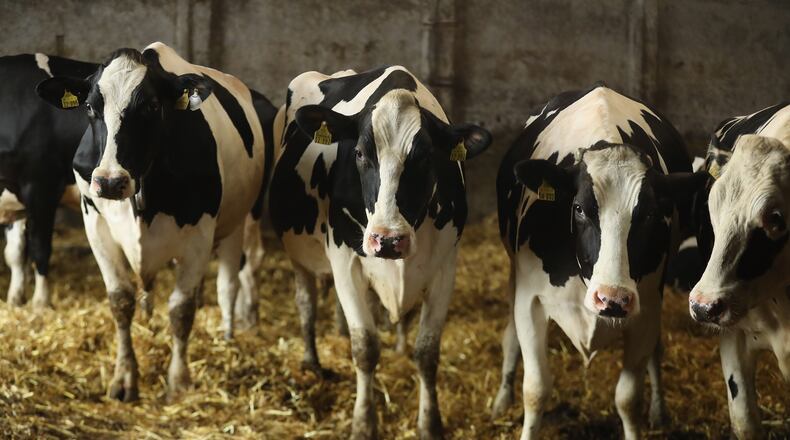 Cows and pigs have been compared to human rape victims in a controversial new PETA ad. (Photo by Sean Gallup/Getty Images)