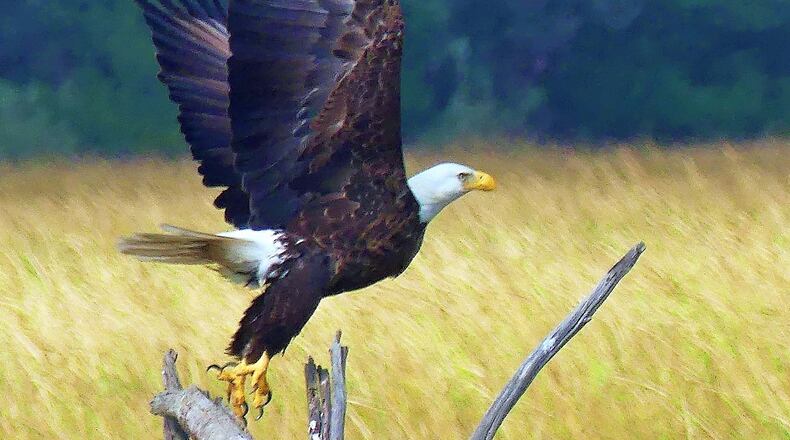 The first statewide survey in five years of bald eagle nests in Georgia shows that the once-endangered, iconic birds nested in record numbers in the state this year. (Charles Seabrook for The Atlanta Journal-Constitution)