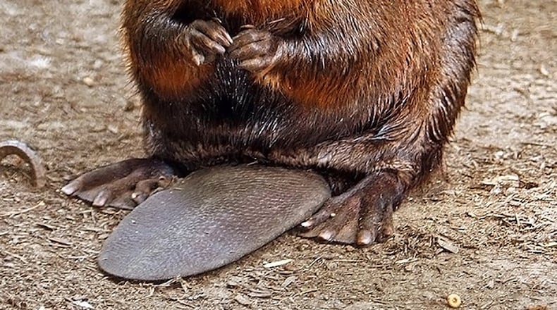 The beaver is called a “keystone” species because the dams and ponds it builds are crucial to the survival of other wildlife. CONTRIBUTED BY BERING LAND BRIDGE NATIONAL PRESERVE
