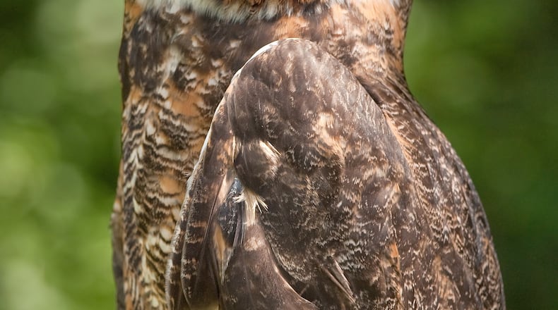 The great horned owl (shown here) is one of Georgia's two big owl species that begin nesting in winter. The other species is the barred owl. Their hooting becomes more vocal in winter during their courtships. (Courtesy of Greg Hume / Creative Commons)