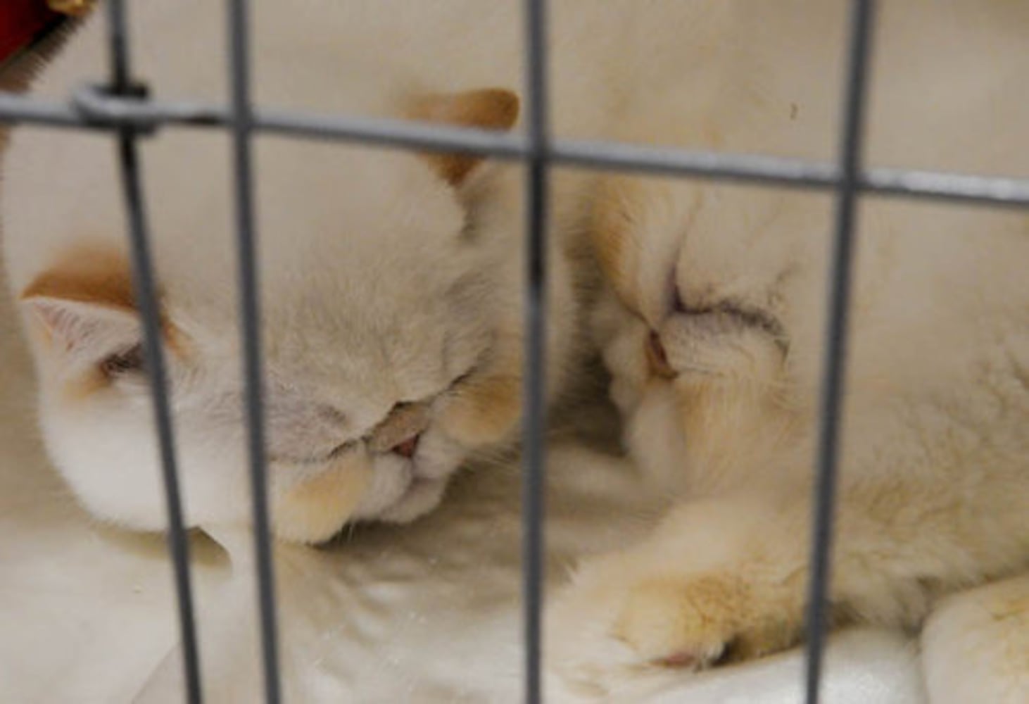 Cotton States Cat Club CFA Championship