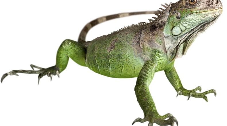 Iguana is a staple in the Caribbean, and some in south Florida also see the animal as "pollo de los arboles," or chicken of the trees. (Dreamstime)