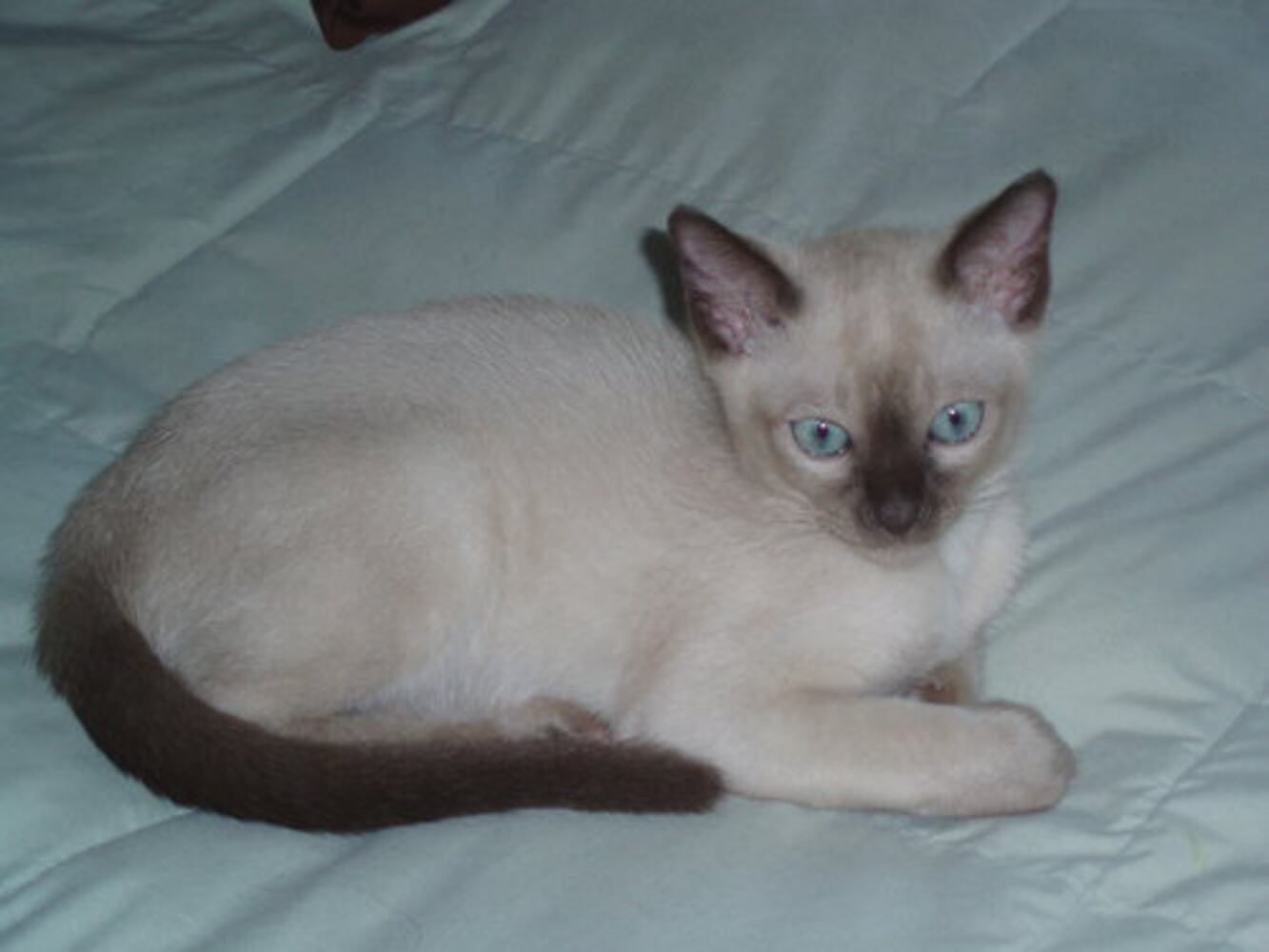 Atlanta's Cutest Kittens