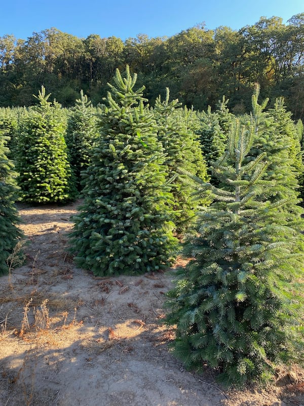 Rows of Fraser firs stand ready at a Tradition Company lot. The Atlanta-based service, founded by Matt Bowman, has helped locals deck their homes for more than two decades with tree delivery, lighting, and holiday decor. (Courtesy of Matt Bowman)