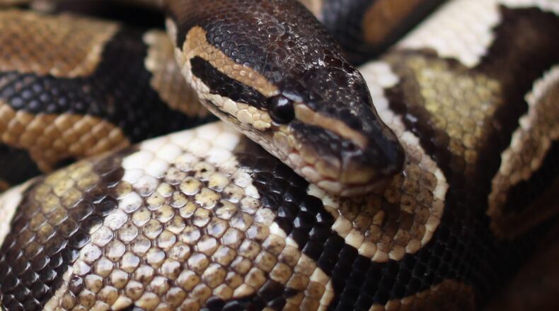 (Photo by Dan Kitwood/Getty Images)