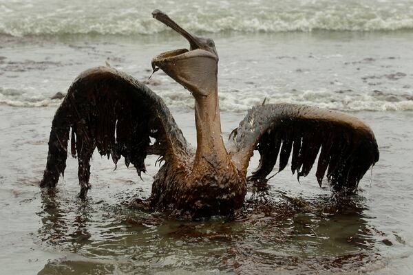 FILE - A brown pelican covered in oil tries to raise its wings on the beach at East Grand Terre Island along the Louisiana coast on June 3, 2010. (AP Photo/Charlie Riedel, File)