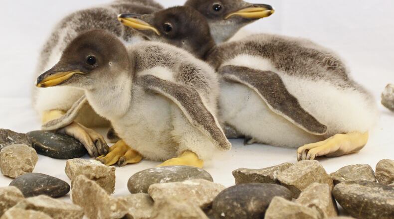This trio of baby gentoo penguins is drawing attention at the Tennessee Aquarium in Chattanooga.
