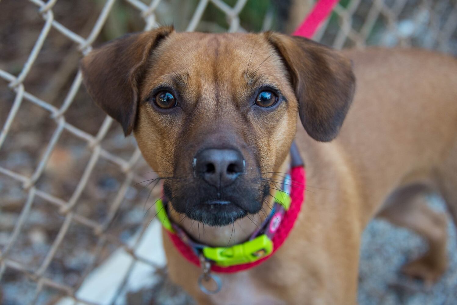 Adoptable Friends from PAWS Atlanta