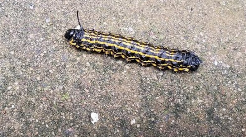 The orange-striped oak worm is basically a "stomach with legs" that eats oak tree leaves. (Walter Reeves for The Atlanta Journal-Constitution)