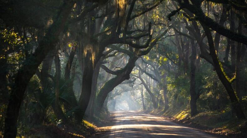 Jim Poole submitted this picture taken outside of Charleston S.C. He said it was 10:30 a.m. and “the lighting was perfect.” The image could be part of the Avenue of Oaks, a drive lined by old oak trees dripping with Spanish moss.