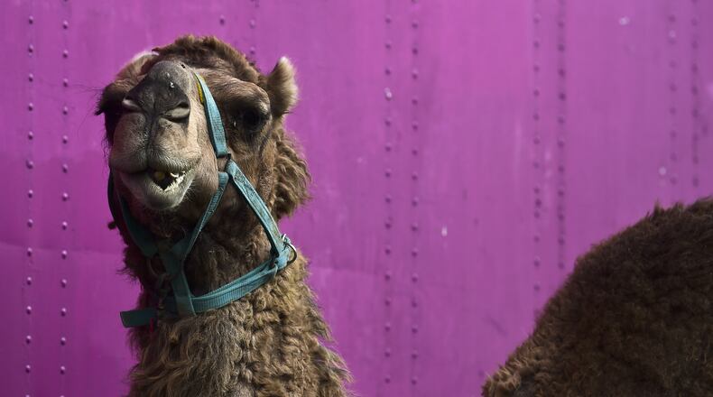 A camel is seen at the "Hermanos Cedeno" circus in Mexico on July 7, 2015.
