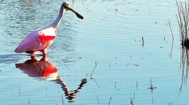 The roseate spoonbill, like this one shown here, is a coastal wading bird that is uncommon in Georgia. It has bright pink feathers and a rounded bill that looks like a spoon, making it one of North America’s most unusual looking birds. On rare occasions, one might show up in the Atlanta area. PHOTO CREDIT: Charles Seabrook