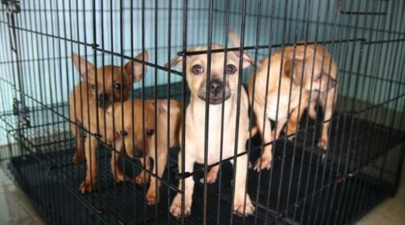 These are some of the dogs rescued from a house in Troup County. (Credit: Atlanta Humane Society)