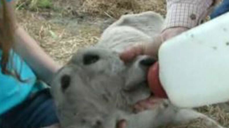 Report: Two-headed calf born in North Florida