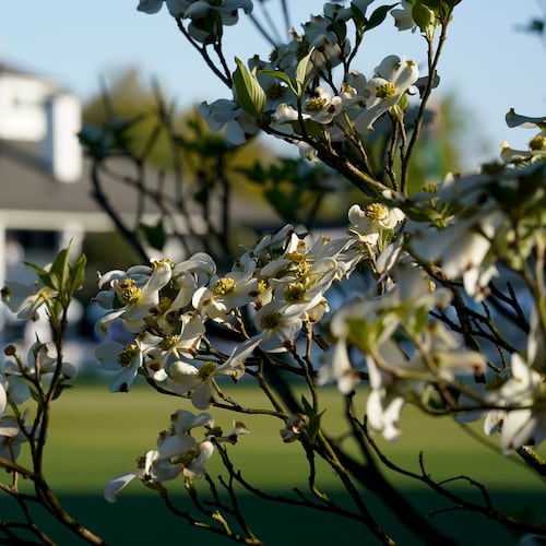 FILE - Dogwood flowers frame the clubhouse during a practice round for the Masters golf tournament on April 5, 2021, in Augusta, Ga. (AP Photo/David J. Phillip, File)