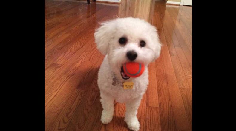 Ellie, a 5-year-old Bichon Frise, was killed when two pit bulls attacked her near East Roswell Park on Saturday, July 1.