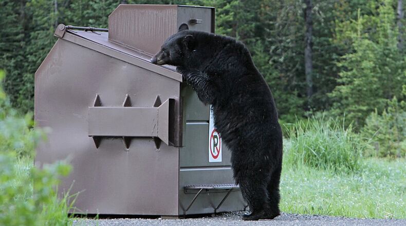 A black bear was recently spotted in Alpharetta. The city took to its Facebook page to inform residents on facts about bears and what to do if you should come in contact with one. (This is a file photo, and not the bear that was spotted in Alpharetta.)