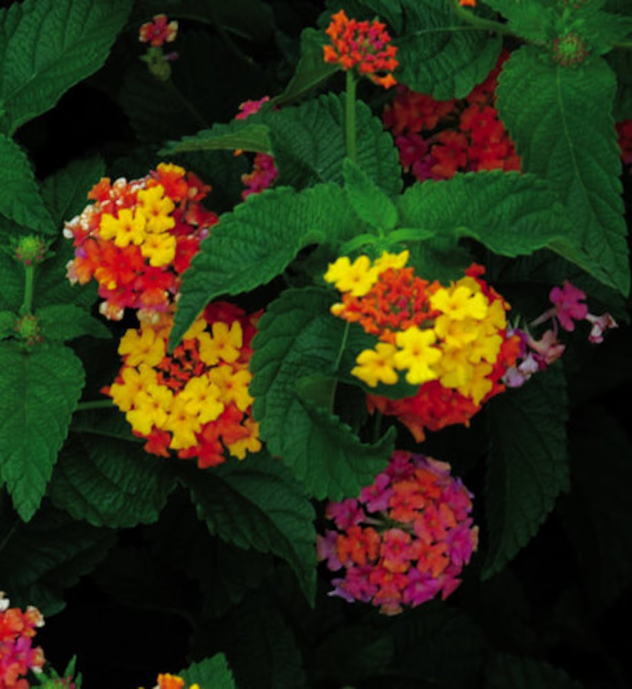 Easy' plants for Southern gardens