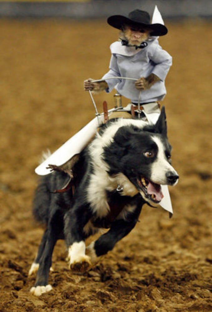 The Toughest Cowboy