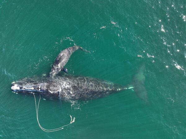 Catalog #3560 ("Snow Cone") and her calf were sighted about 10 nautical miles off Cumberland Island, on Dec. 2, 2021. She surprised scientists by giving birth to a second calf near Cumberland Island even though she was still entangled. (Georgia DNR/taken under NOAA permit 20556)