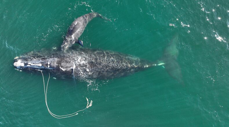 A North Atlantic right whale known as "Snow Cone" and her calf were sighted about 10 nautical miles off Cumberland Island, Ga., on Dec. 2, 2021. The mother, also known as Whale #3560, was first seen entangled in commercial fishing gear in March 2021 in Cape Cod Bay. Several disentanglement efforts in the Northeast and Canada removed some of the rope, though she is still trailing two lines. She previously gave birth in the 2019/2020 calving season. SPECIAL to the AJC.