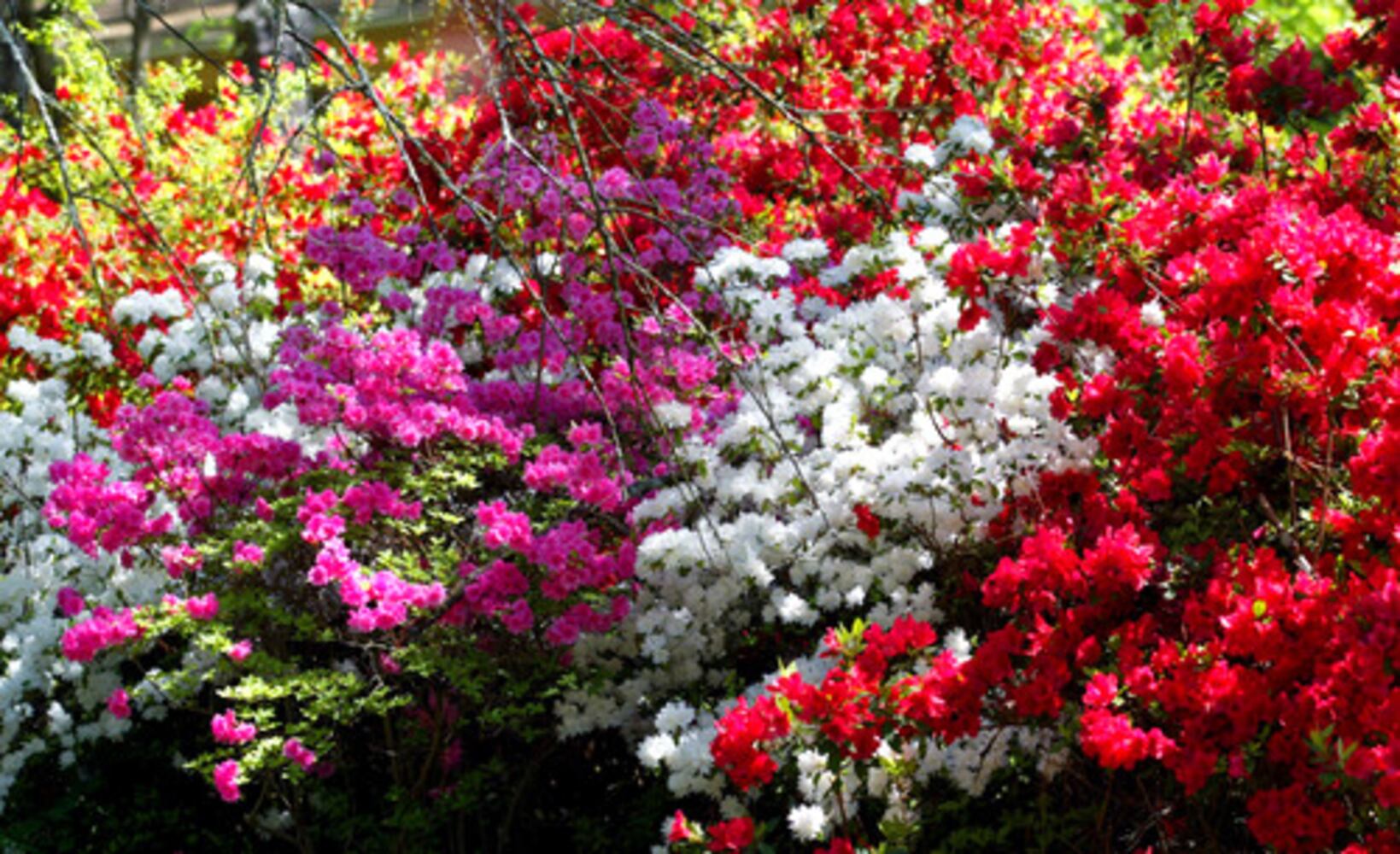 You know it's spring in Georgia when the azaleas bloom