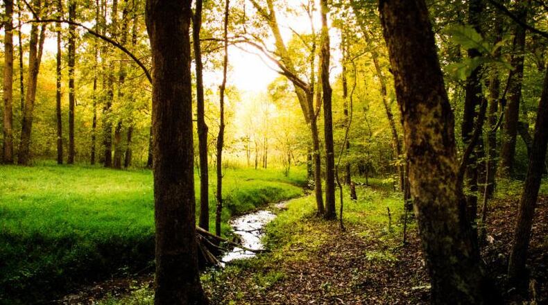 Milton homeowners will have an opportunity to review and discuss the city’s new tree ordinance at community stakeholders meetings June 12, 14 and 21 and, tentatively, June 26 at Milton City Hall. CITY OF MILTON